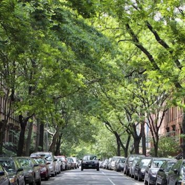 Vivre dans une rue avec des arbres est bon pour la santé mentale